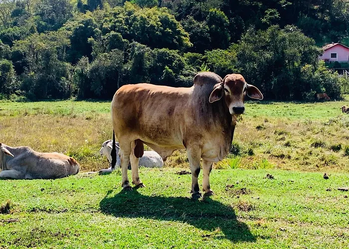 Bangalô Charmoso no Coração da Rota do Vinho - São Roque
